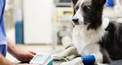 Dogs’ surgery blood pressure risks linked to size, study finds